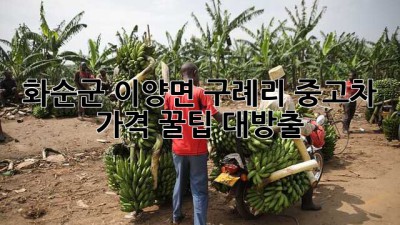 화순군 이양면 구례리 중고차 가격, 꿀팁 대방출! 🚗✨