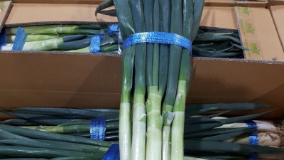 놓치면 후회! 대파1망 초특가 득템 후기 🌱